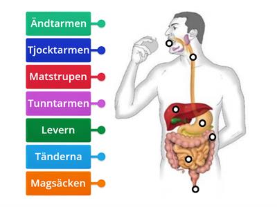 Matspjälkningen - delar