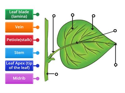 Label the parts of a leaf