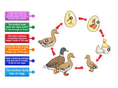Life Cycle of a Duck