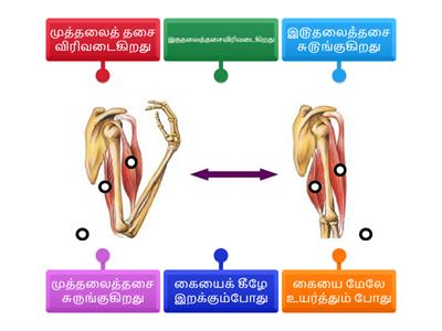 கையில் உள்ள தசைகளின் இயக்கம்
