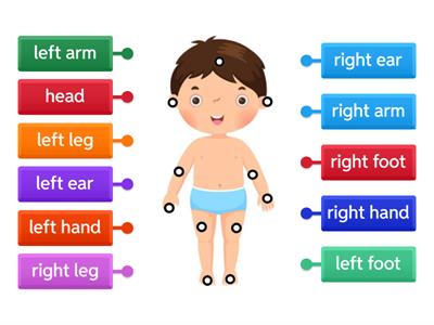 Left and Right Parts of the Body  