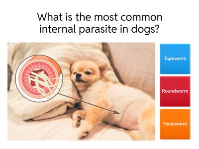 Basic veterinary questions