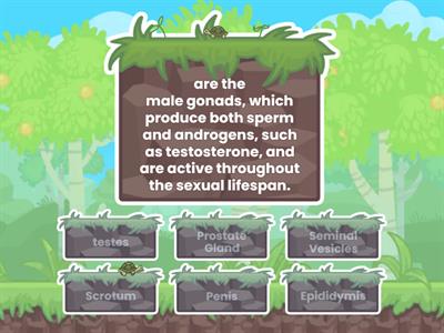 Parts and Functions of  the Male Reproductive System