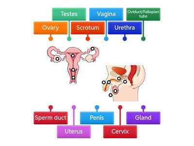 Reproductive System