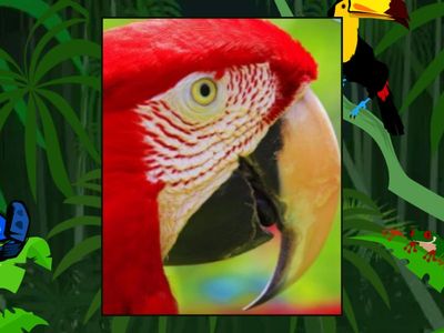  Cambridge Primary Path Foundation- Unit 5