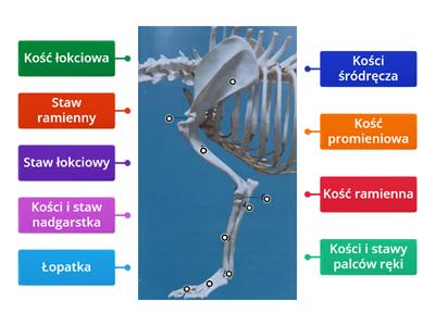 Kości kończyny piersiowej psa