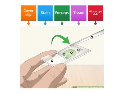 Microscope Slide - Label the Parts
