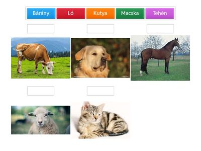 Nevezd meg az állatokat!