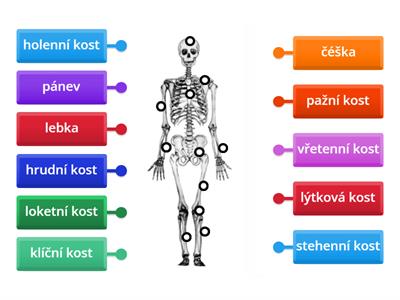 Opěrná soustava