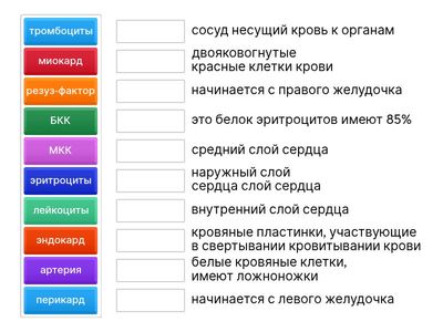 кровеносная система