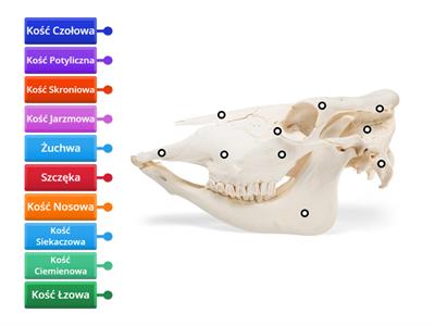 Anatomia Czaszki Krowy