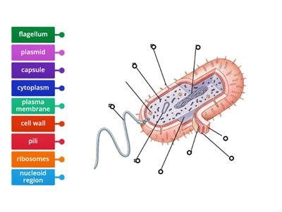 Prokaryotic cell to label