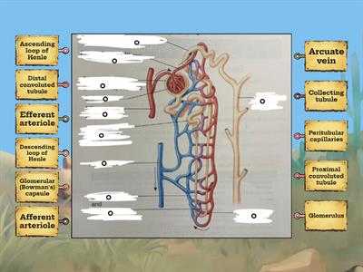 Medical Assisting 2: Urinary System | Structure of a Nephron