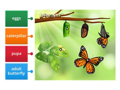Butterfly life cycle labelling
