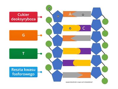 Budowa DNA