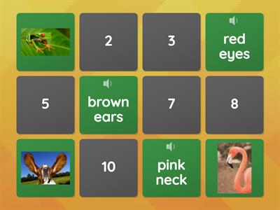 Colors & Animals Card Game