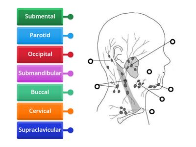 Face and Head Lymph Nodes 