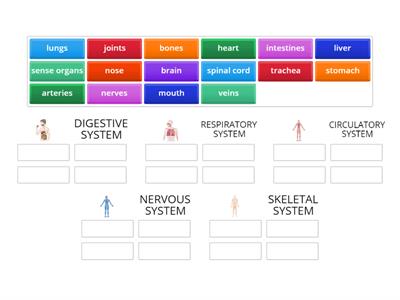 THE HUMAN BODY SYSTEMS