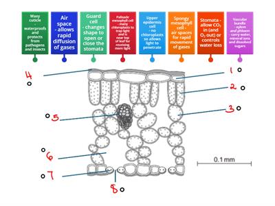Leaf cross section structures and functions