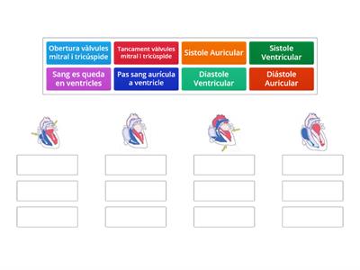 Cicle cardiac