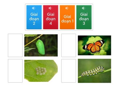 Kéo - thả đúng giai đoạn phát triển của bướm