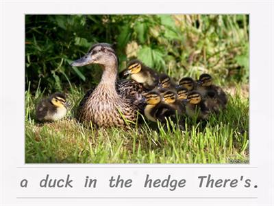 Duck dge Poem