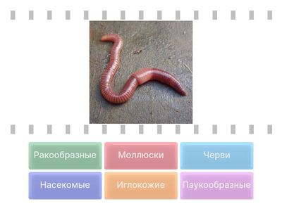 Разнообразие животных  