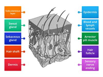 Structure of the skin