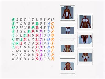 SISTEMA MUSCULAR - SOPA DE LETRAS