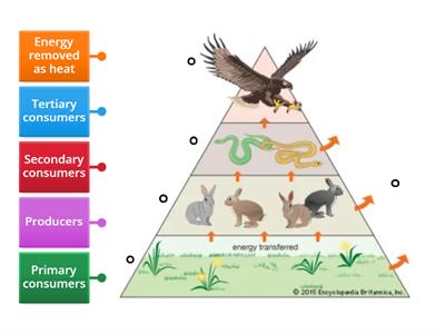 Energy Pyramid Biology