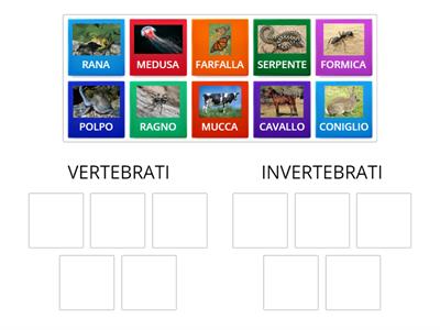 VERTEBRATI O INVERTEBRATI?