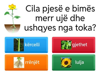 Bima dhe veçoritë e saj