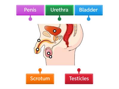 Male Reproductive System