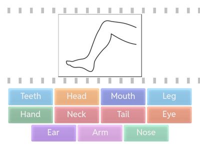 J1- Parts of the body