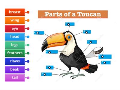 Super Minds 5 - Unit 2. Toucan anatomy.