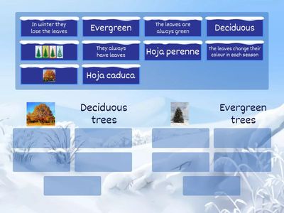 004_Deciduous-Evergreen