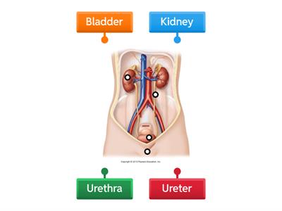 Urinary System
