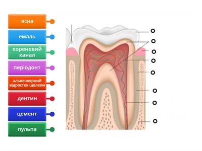 Будова зуба