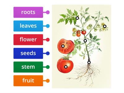 NAME THE PARTS OF A PLANT! 