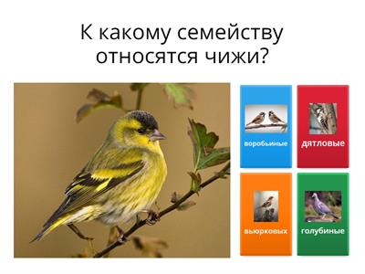 Чиж-птица 2024 года