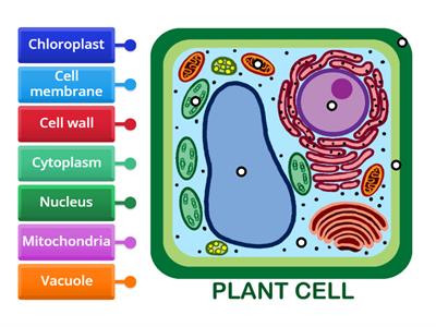Plant Cell Labelling