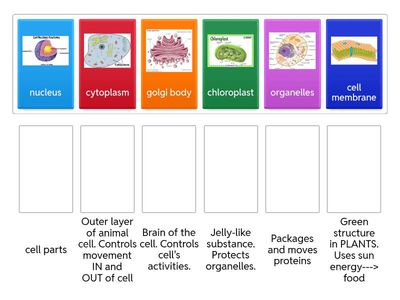 Matching Cell Structure and Function