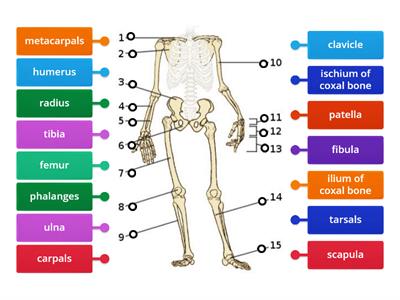 Appendicular Skeleton (Anterior View)