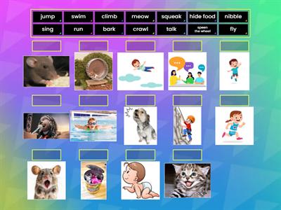 Pets (what they can do)