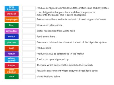 Functions of the Digestive Organs