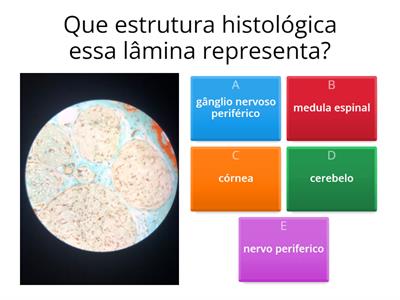 histologia pratica 2 