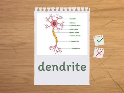 Parts of the Brain and Functions
