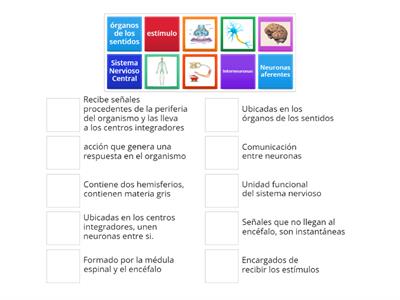 ACTIVIDAD DE INICIO GRADO 8° GENERALIDADES DEL SISTEMA NERVISO 