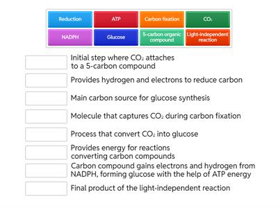 Light-Independent Reaction Terms