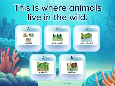 Wildlife Basecamp Quiz